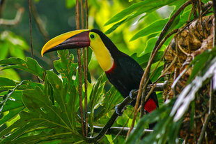 Toucan in Carara National Park