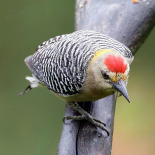 Hoffmanns Woodpecker in Costa Rica