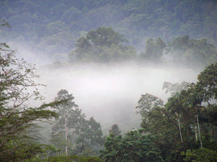 La Amistad National Park - Ralph Pannell