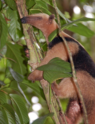Tamandua Anteater in Costa Rica - Pat Simpson