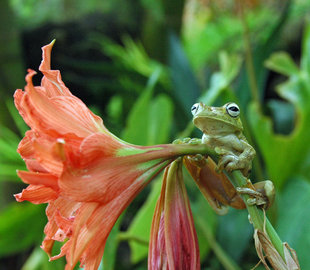 Tree Frog in Costa Rica