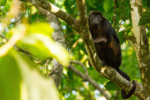 Howler Monkey in Costa Rica