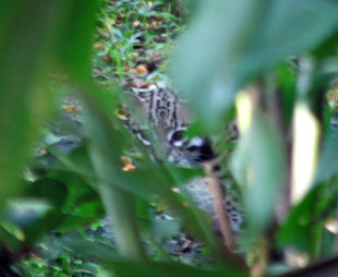 Glimpse of an Ocelot in Costa Rica