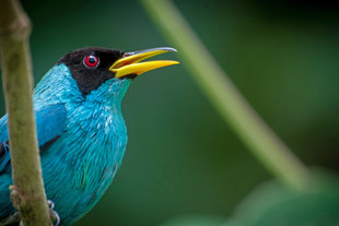 Birdwatching in Costa Rica