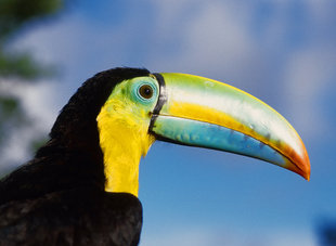 Toucan in Costa Rica