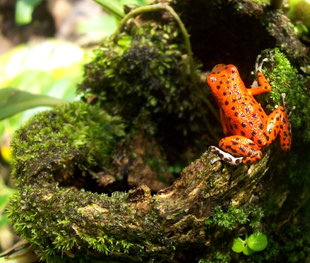 Dendrobates Pumilio Frog in Costa Rica