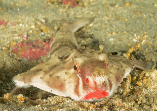 Rosy Lipped Batfish at Cocos Island National Park