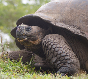 giant-tortoise-galapagos-wildlife-yacht-safari-aqua-firma-ralph-pannell.jpg