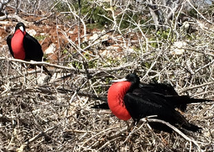 frigate-birds.jpg