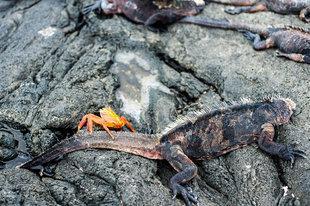 sally light foot crab and iguana.jpg
