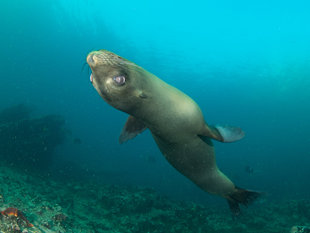 sea-lion-galapagos-marine-life-simon-pierce.jpg