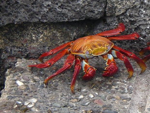 sally-light-foot-crab-galapagos-islands.jpg