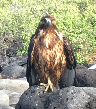 galapagos-hawk-birdlife-marine-life-wildlife.jpg