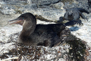 flightless-cormorant-iguana-galapagos-wildlife.jpg
