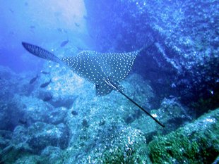 Spotted Eagle Ray.JPG