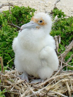frigate-bird-chick-galapagos-wildlife-marine-life-safari.jpg