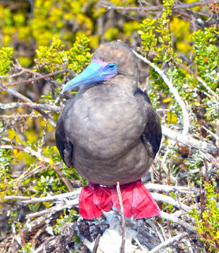 Red Footed Booby amongst Galapagos Mangroves. Aqua-firma birdwatching and wildlife yacht safaris photography travel & tours