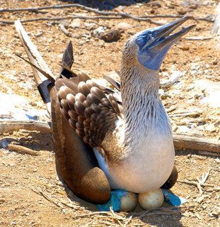 Blue Footed Booby with Eggs in the Galapagos Islands