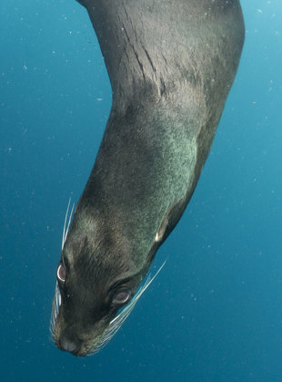 Sea Lion swimming amongst snorkellers in the Galapagos Island - Marine Life underwater photography by Marine Biologist & Researcher Dr Simon Pierce of the Marine Megafauna Foundation