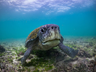 Endemic Sub Species of Green Turtle in the Galapagos Islands underwater photography by Dr Simon Pierce of the Marine Megafauna Foundation