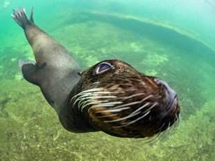 Playful Galapagos Sealion Pup comes close to snorkeller. Photo by Dr Simon Pierce (Marine Megafauna Foundation)