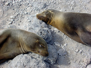 Sea Lions Path.JPG