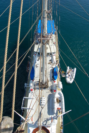 birds-eye-mary-anne-galapagos-wildlife-marine-life-sailing.jpg