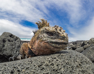 iguana-galapagos-wildlife-galapagos-dr-simon-pierce-aqua-firma.jpg