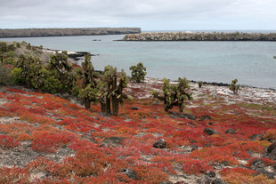 south-plaza-galapagos-island-beach-wildlife-marine-life.jpg