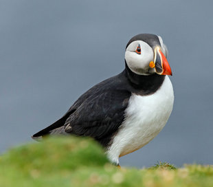 Puffin in Shetland Islands, Scotland - Andrew Wilcock