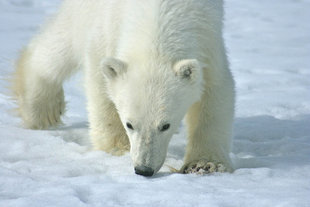 Polar Bear in Spitsbergen - Kelvin Murray