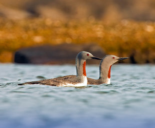 Red Throated Grebe in Spitsbergen - David Slater