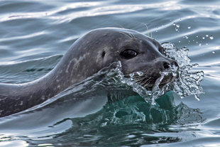 Seal in Spitsbergen - Dennis Imfeld