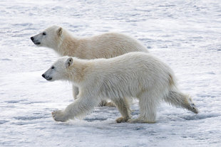 Polar Bear cubs in Spitsbergen - Dennis Imfeld