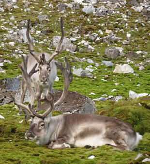 Svlabard Reindeer at Alkhornet in Spitsbergen - Jen Squire