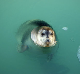 Seal in Spitsbergen - Sam Ross