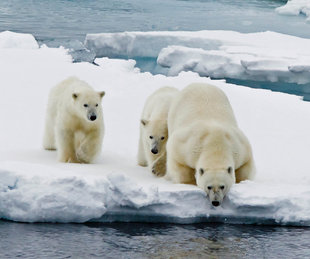 Polar Bear family in Spitsbergen - Andrew Wilcock