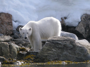 Polar Bear in Spitsbergen - Michelle Pink