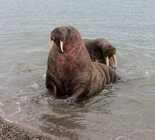 Walrus at Aroneset, Spitsbergen - Jen Squire
