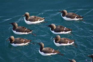 Brunnichs Guillemots in Spitsbergen - Ralph Pannell