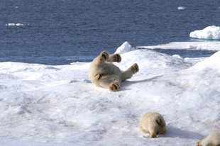 Polar Bear family in Spitsbergen - Troels Jacobson