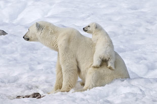 Polar Bear mother and cub in Spitsbergen - Charlotte Caffrey
