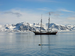 Walrus with sailing ship in Poolepynten, Spitsbergen - Jan Belgers