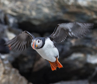 Puffin in Spitsbergen - Jordi Plana