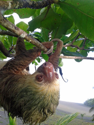 Sloth at Pacuare Reserve, Tortuguero National Park