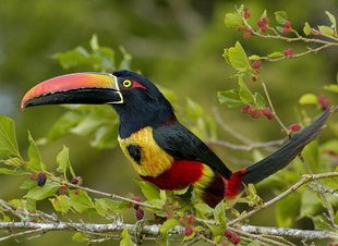 Birdwatching in Costa Rica