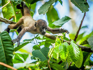 Spider Monkey in Corcovado National Park