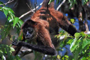 Monkey in Tortuguero National Park