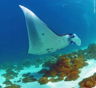 Freediving in Komodo with Manta Ray (Mobula Alfredi) photo: Ralph Pannell