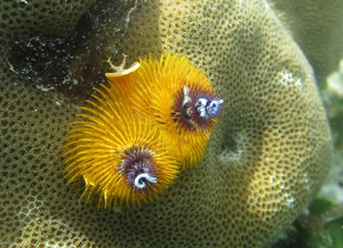 Christmas Tree Worm New Ireland Kavieng Papua New Guinea Ralph Pannell